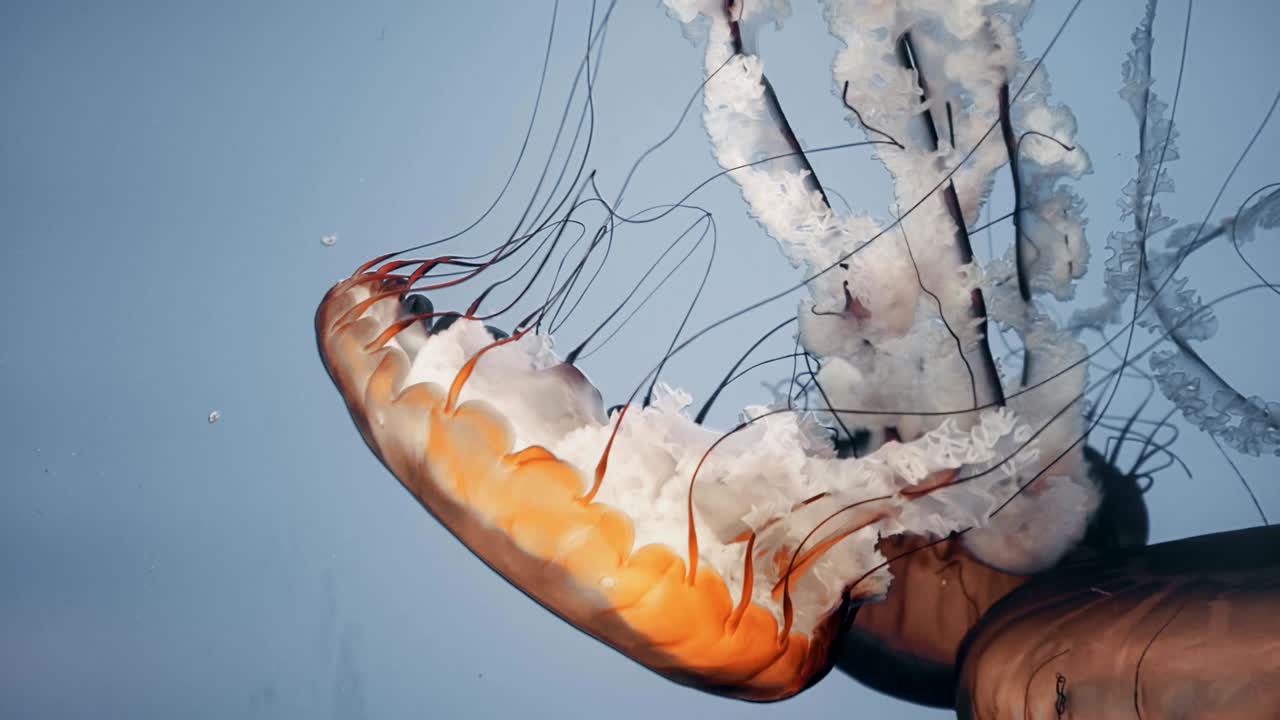 큰 수달 의 영화적 초상화