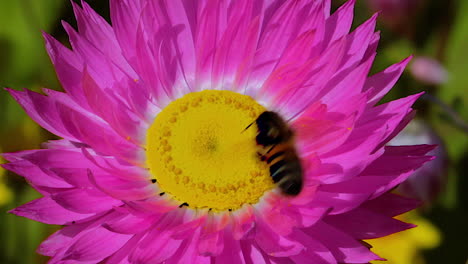 una abeja melífera poliniza una flor silvestre morada 1