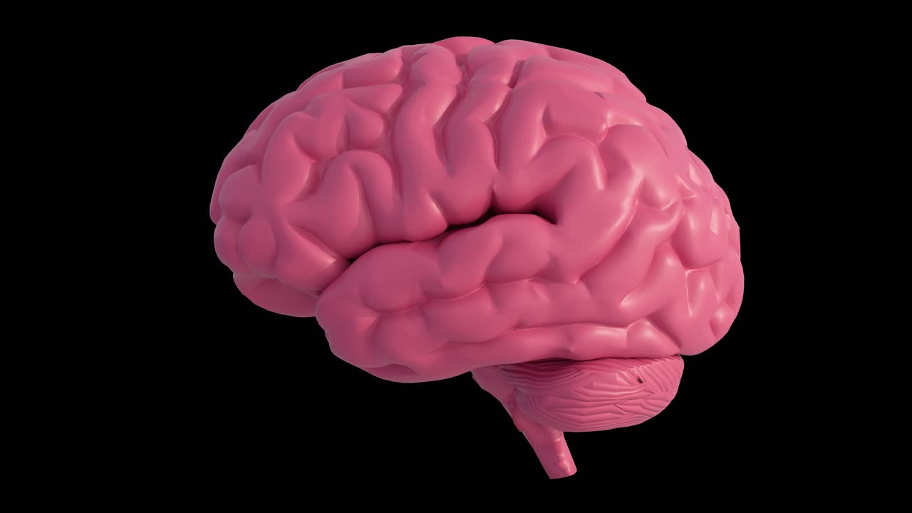 3D rendering of human brain anatomical model on black background