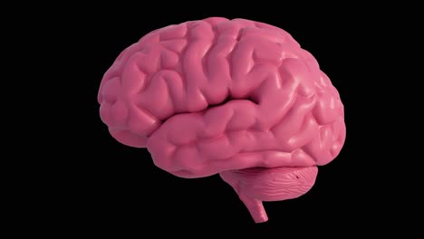 3d rendering of human brain anatomical model on black background