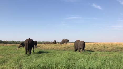 african elephants eat grass on green savanna near the chobe river