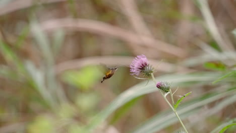 Colibrí-De-Punto-Quemado-Colibrí-Hawkmoth-En-Hermosa-Flor-De-Cardo