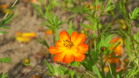 La-Abeja-Poliniza-La-Colorida-Flor-Naranja-Del-Cosmos-Recoge-El-Polen-Y-El-Néctar-Y-Vuela-En-El-Brillante-Y-Soleado-Día-De-Primavera-Verano-O-Principios-De-Otoño-Al-Atardecer