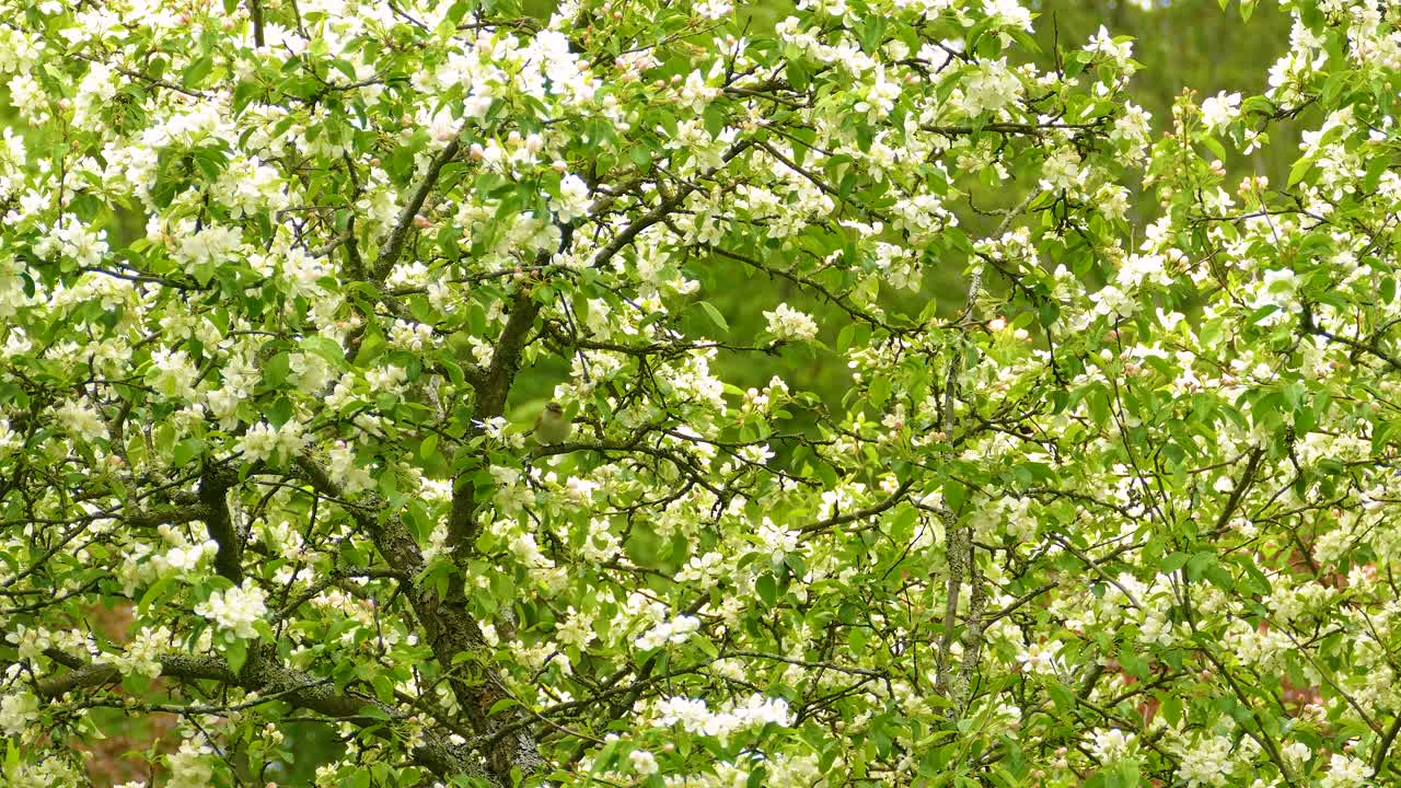 Vireo warbler bird carmouflaged among blooming branches in a lush green springtime landscape