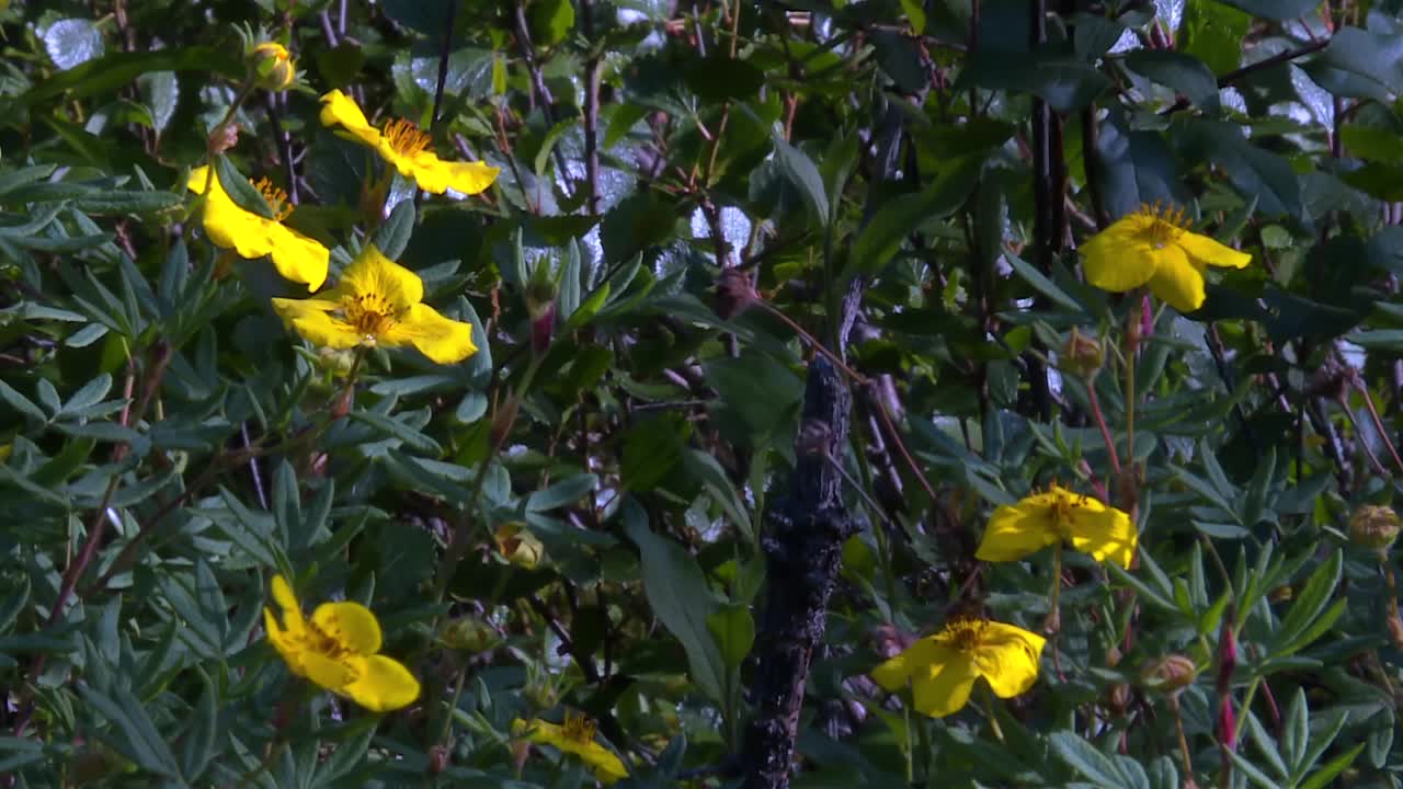 Yellow wildflowers blooming amid leafy shrubs in lush Alaska tundra.