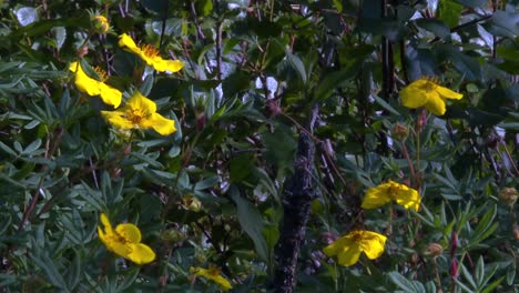 yellow wildflowers blooming amid leafy shrubs in lush alaska tundra.