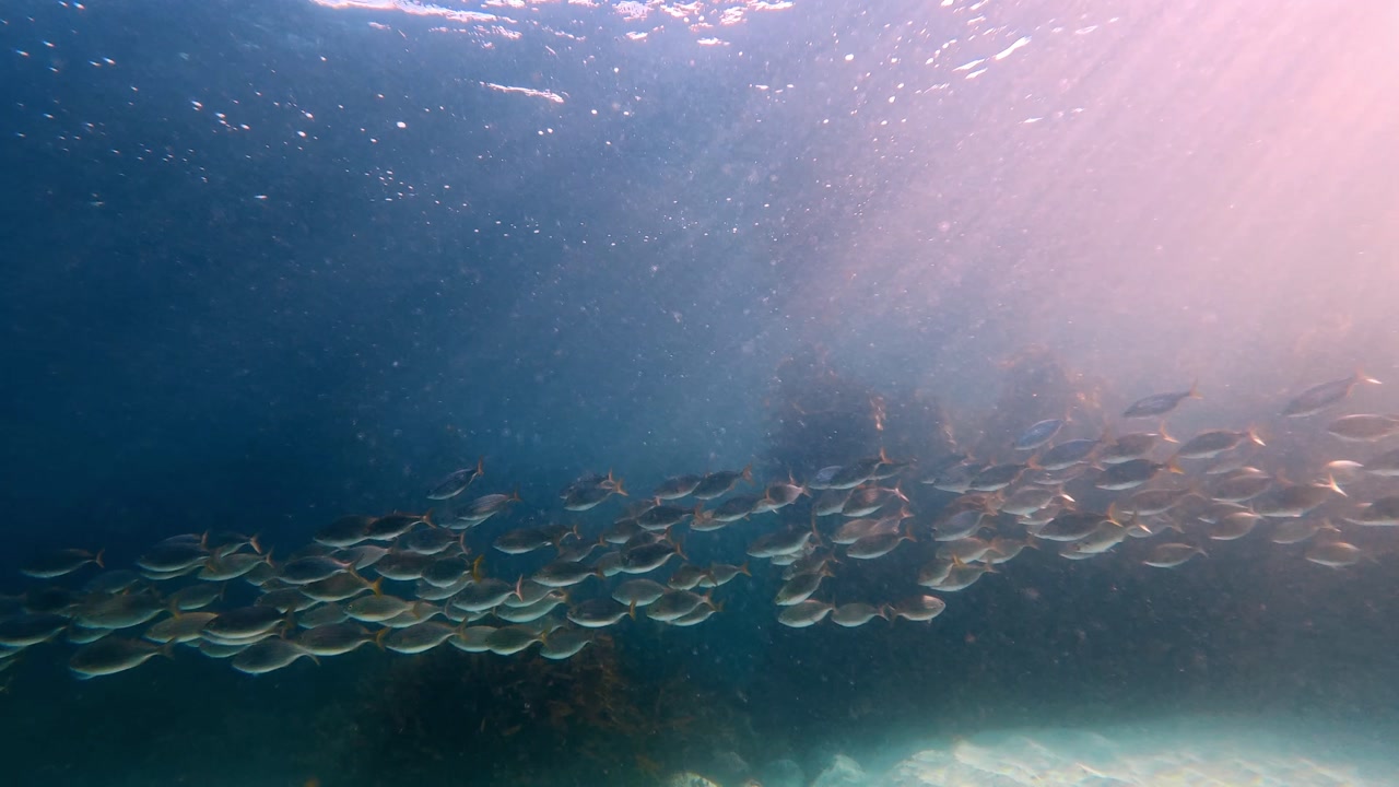 The underwater Kelp forest from seabed to surface