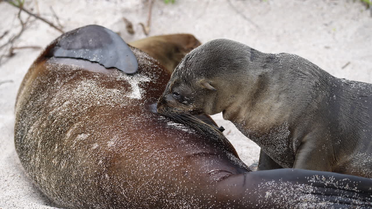 joven cachorro de león marino de galápagos amamantando la leche de la madre en playa punta beach en la isla san cristobal en galápagos