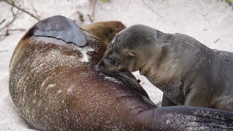 Junger-Galapagos-Seelöwenwelpe-Saugt-Milch-Von-Seiner-Mutter-Am-Strand-Von-Playa-Punta-Auf-Der-Insel-San-Cristobal-Auf-Den-Galapagosinseln