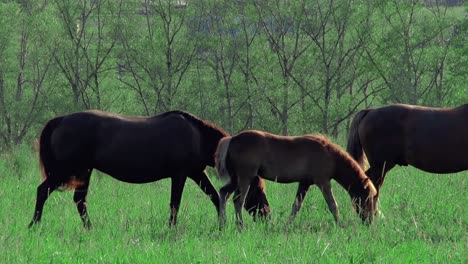 horses graze mountains