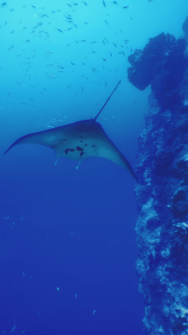 Manta ray gliding through clear blue waters near coral reef in the ocean