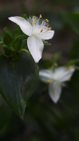 primer plano vertical de las flores de tradescantia fluminensis movidas por una suave brisa