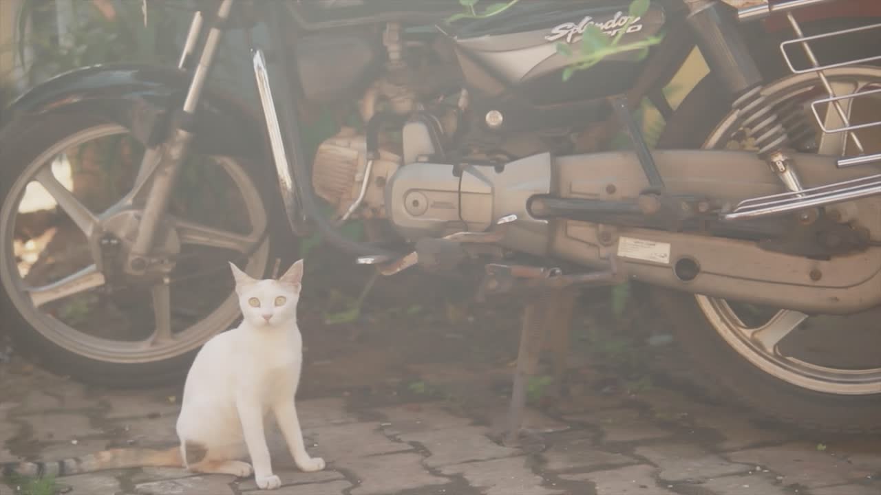 dos gatos jóvenes descansando al borde de la carretera, mirando a su alrededor, junto a una motocicleta, en india