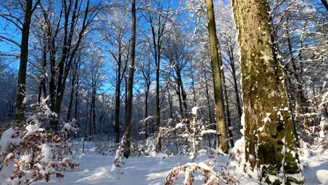 bosque de invierno nevado durante la hora dorada, tronco de árbol espeso y musgo, día despejado, cielo azul, filmado en europa central, polonia