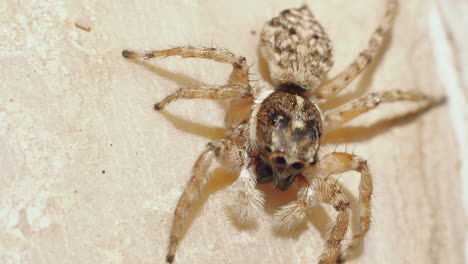 Macro-shot-of-moving-spider-and-clapping-hands,-wildlife-insect