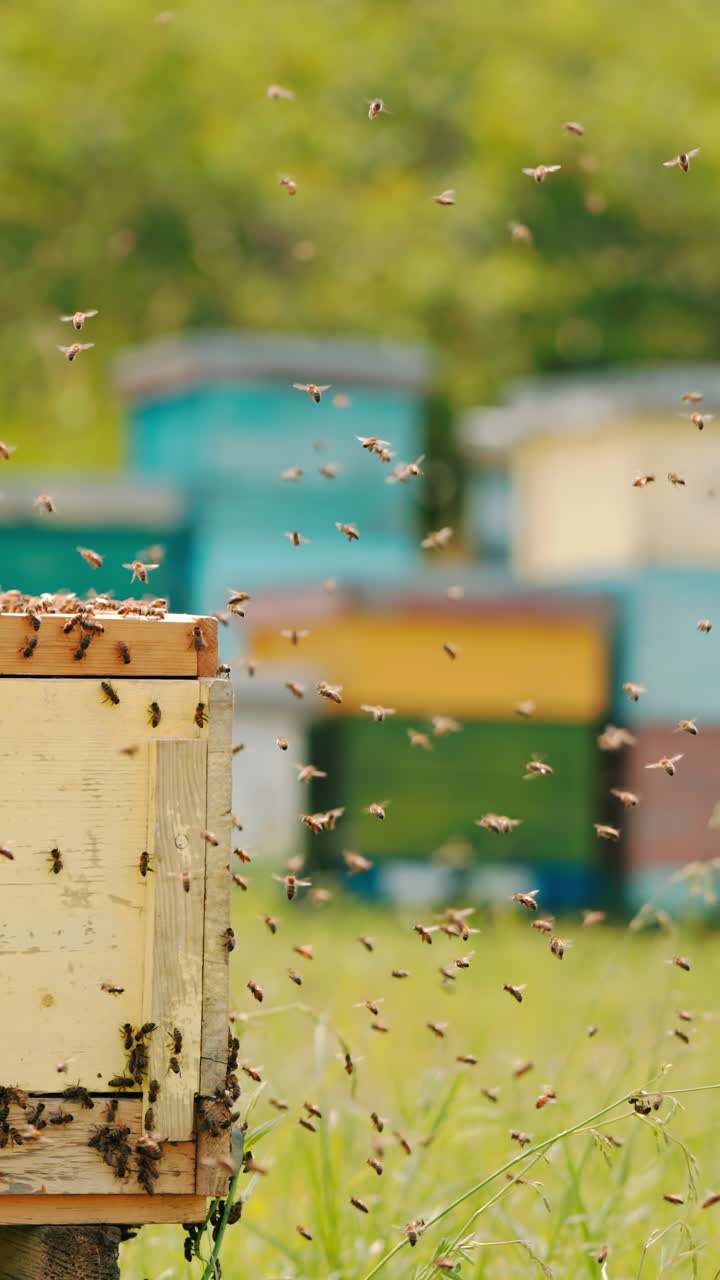 Angry bees coming back to their hives. Honey insects crawling over the wooden hive. Bee farm and greenery in blur at background. Vertical video