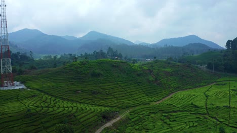 Aerial-View-Of-Green-Tea-Plantations-In-Ciwidey,-Bandung,-Indonesia---drone-shot