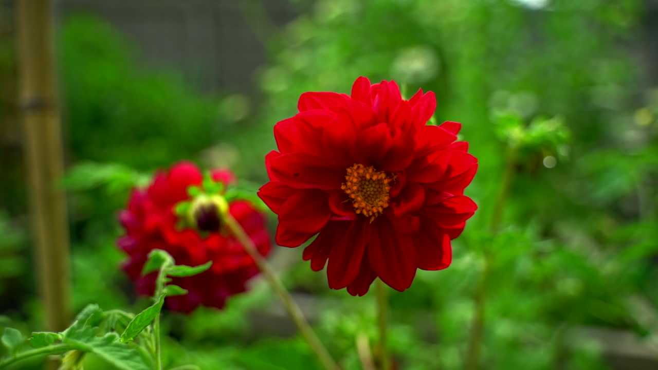 Close up of a few red dahlia flowers.