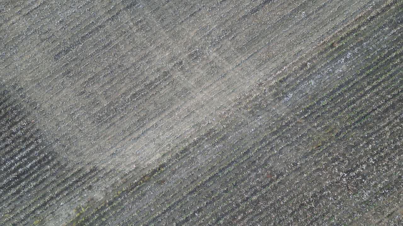 Separated groups of wrapped cotton bales and tractor parked across harvested farmland near Headland, Henry County, Alabama, United States during autumn harvest season, aerial view