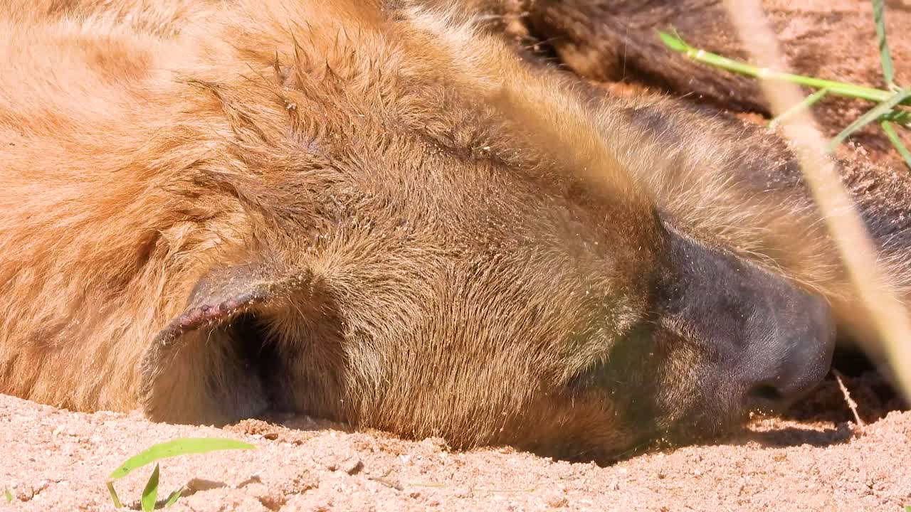 Hyena resting on sandy ground, ears twitching, in a natural reserve with a close up telephoto view
