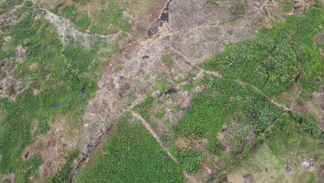 Kibera-Slums-Of-Nairobi-Kenia,-Drone-Pasando-Sobre-La-Granja-Verde-En-Los-Slums-De-Kibera,-Cultivo-De-Aguas-Residuales-Pantanosas,-Dron-Pasando-Sobre-Las-Aguas-Residuales-Pantanosas-De-Kibera-Slums-De-Nairobi-Kenia-Africa