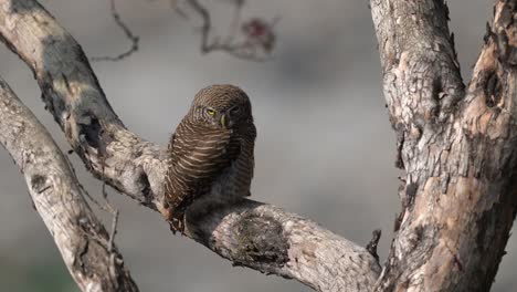 an asian barred owlet sitting on a branch against a blurred out background.