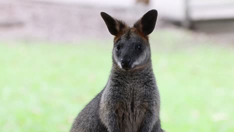 wallaby calmly scanning area, standing on grass