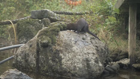 Visón-Salvaje-Salta-A-La-Roca-En-Busca-De-Comida-A-Cámara-Lenta