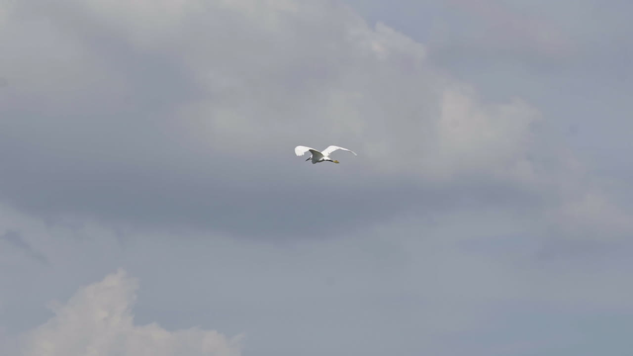 구름과 함께 하늘을 나는 두루미 새