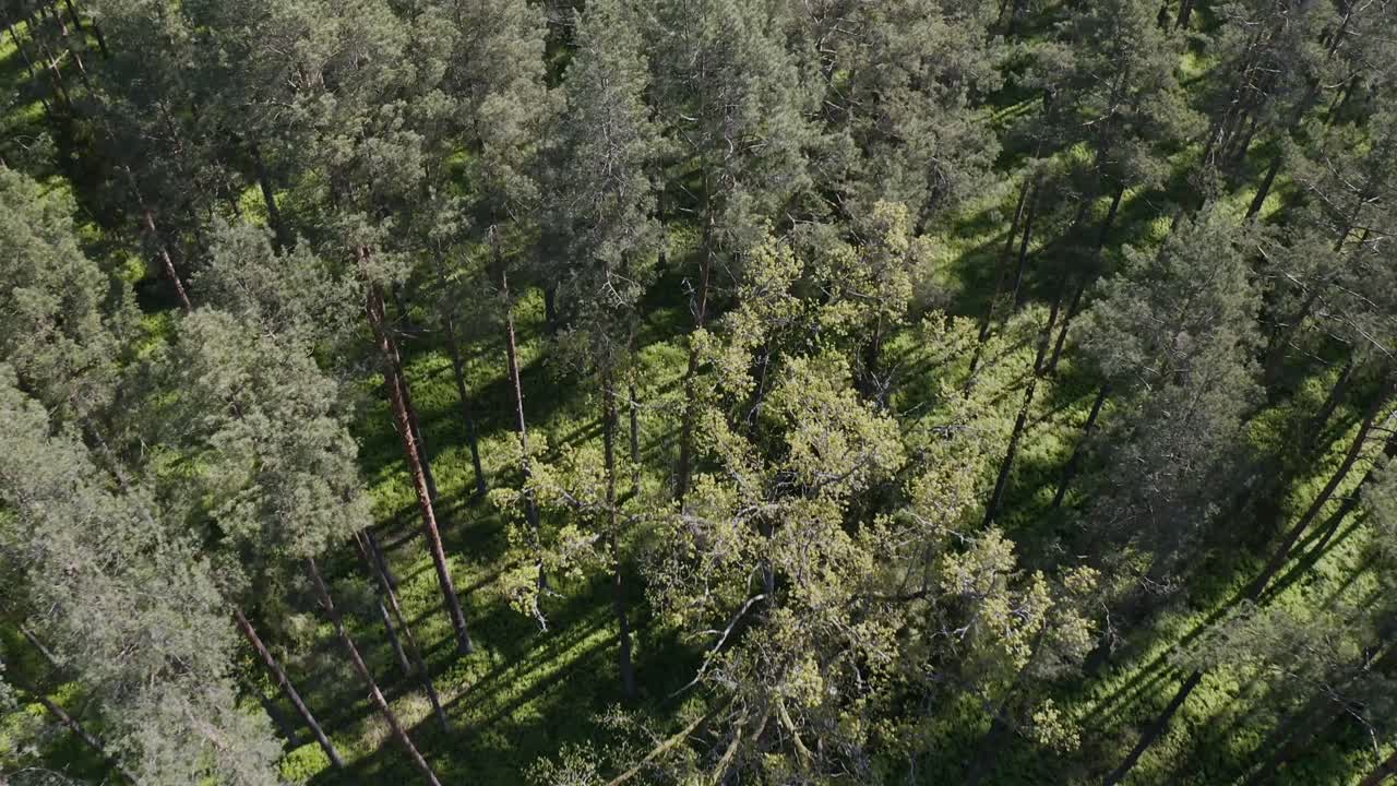 Ascending Over Dense Forest Trees In Nature Reserve Park
