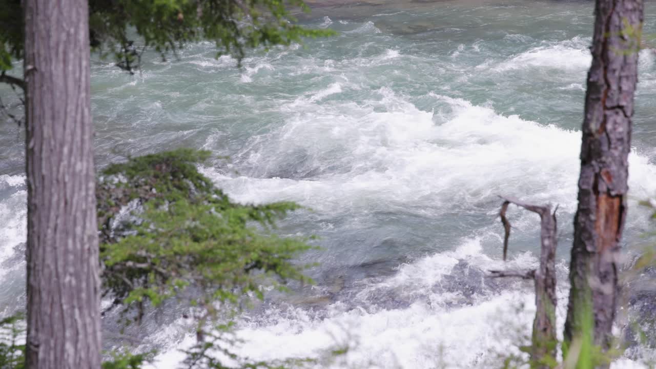 여름에 몬태나의 빙하 국립공원 (glacier national park) 의 나무들을 통해 강을 가까이에서 볼 수 있습니다.