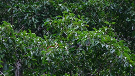 enterrado profundamente en el follaje de este árbol frutal alimentándose de frutas, el gran buceros bicornis, tailandia