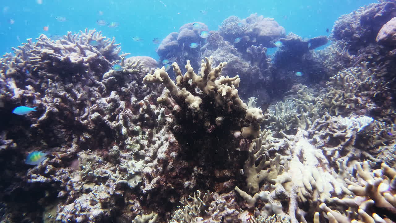 생선의 삶이 어떻게 생겼는지