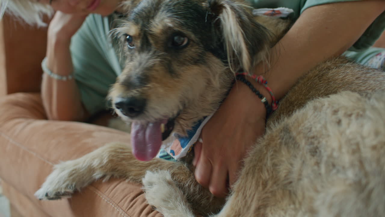 Woman Resting on Sofa, Gently Petting Her Dog at Home