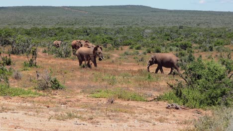 two adult elephants fighting in dry african landscape. group of animals walking in background. safari park, south africa