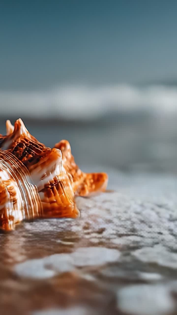 A Stunning Close-Up of a Beautiful Seashell Resting on a Shoreline with Gentle Waves in the Background, Capturing Nature’s Intricate Designs and Serenity