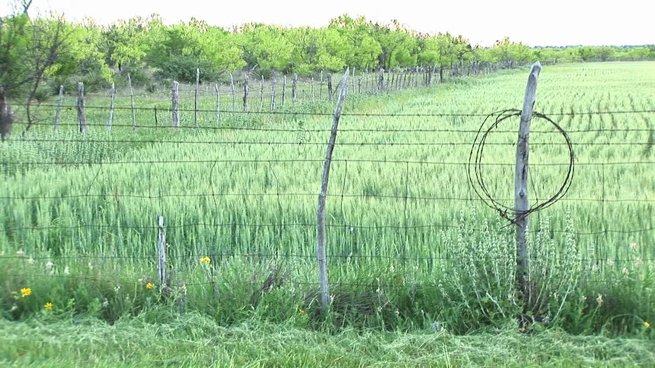 Mediumshot Of A Crop Fenced In On A Texas Ranch