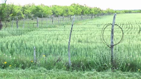 plano medio de un cultivo cercado en un rancho de texas