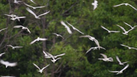 Terns-are-seabirds-that-can-be-found-all-throughout-the-world-at-sea,-rivers,-and-other-wider-bodies-of-water