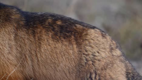 primer plano de la marmota de cola larga o marmota dorada