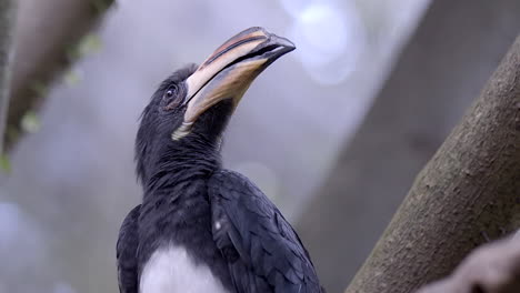 Un-Hermoso-Hornbill-Negro-Del-Norte-De-África-Posado-En-La-Rama-De-Un-árbol-Tranquilo-Y-Mirando-A-Su-Alrededor---De-Cerca