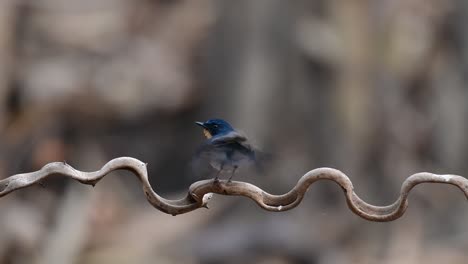 the indochinese blue-flycatcher is a found in lowland forests of thailand, known for its blue feathers and orange to white breast