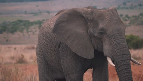 Solitary-african-elephant-walking-in-savannah-grassland,-close-up