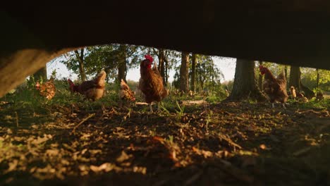 flock of free range brown hens grazing in forest pull away under log at sunset in slow motion