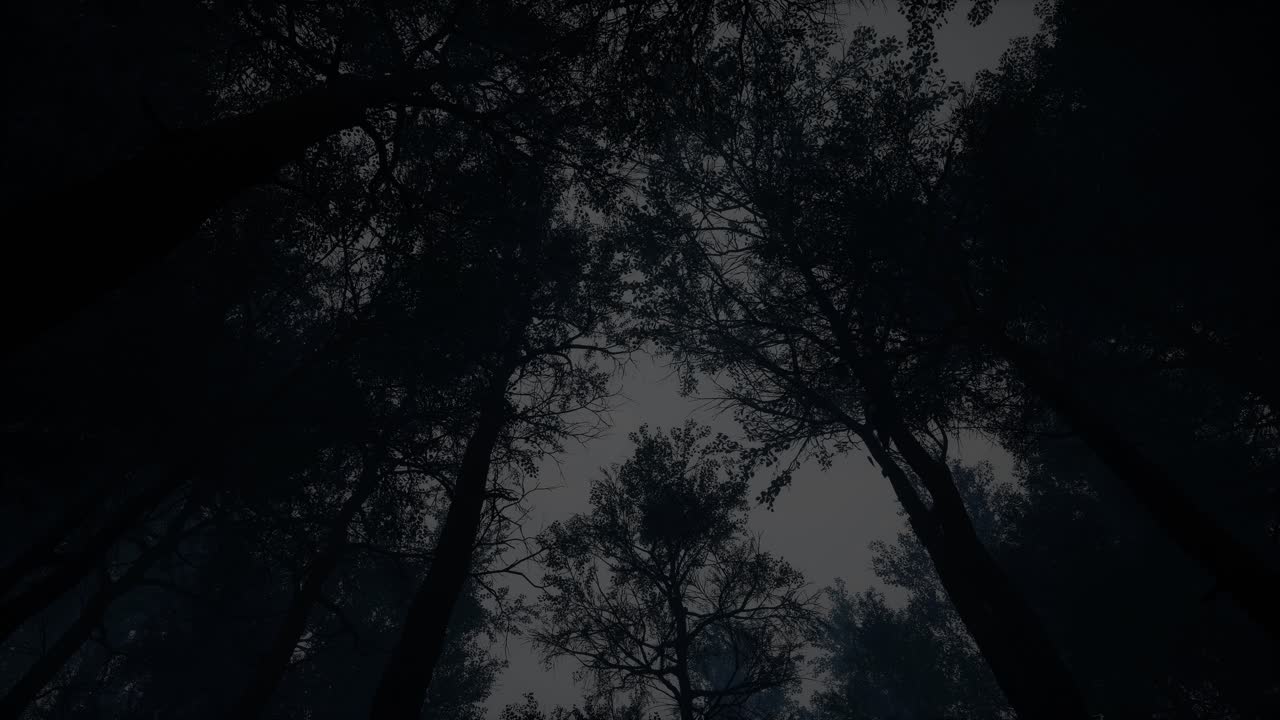 Dark Forest Canopy