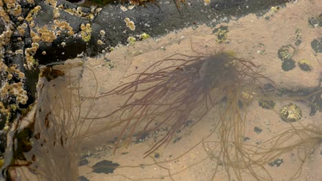 A-slow-panning-shot-of-still-water-in-a-rock-pool-with-barnacles,-limpets-and-floating-seaweed-in-Scotland