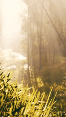 foggy forest with golden morning light