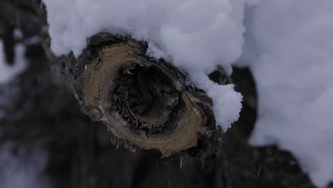 Log-Covered-in-Snow,-Banff-National-Park,-4K