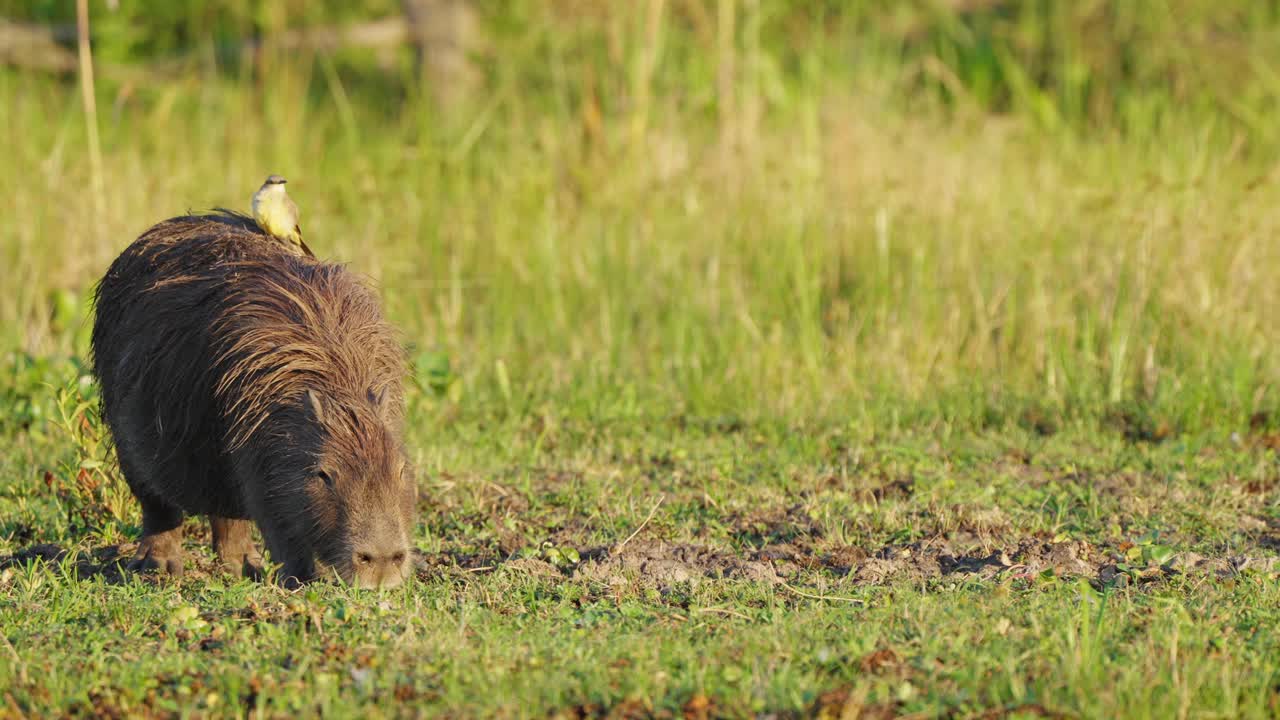 Left side composition of a pregnant capybara, hydrochoerus hydrochaeris foraging on the ground with little cattle tyrant, machetornis rixosa perched on top at pantanal conservation area