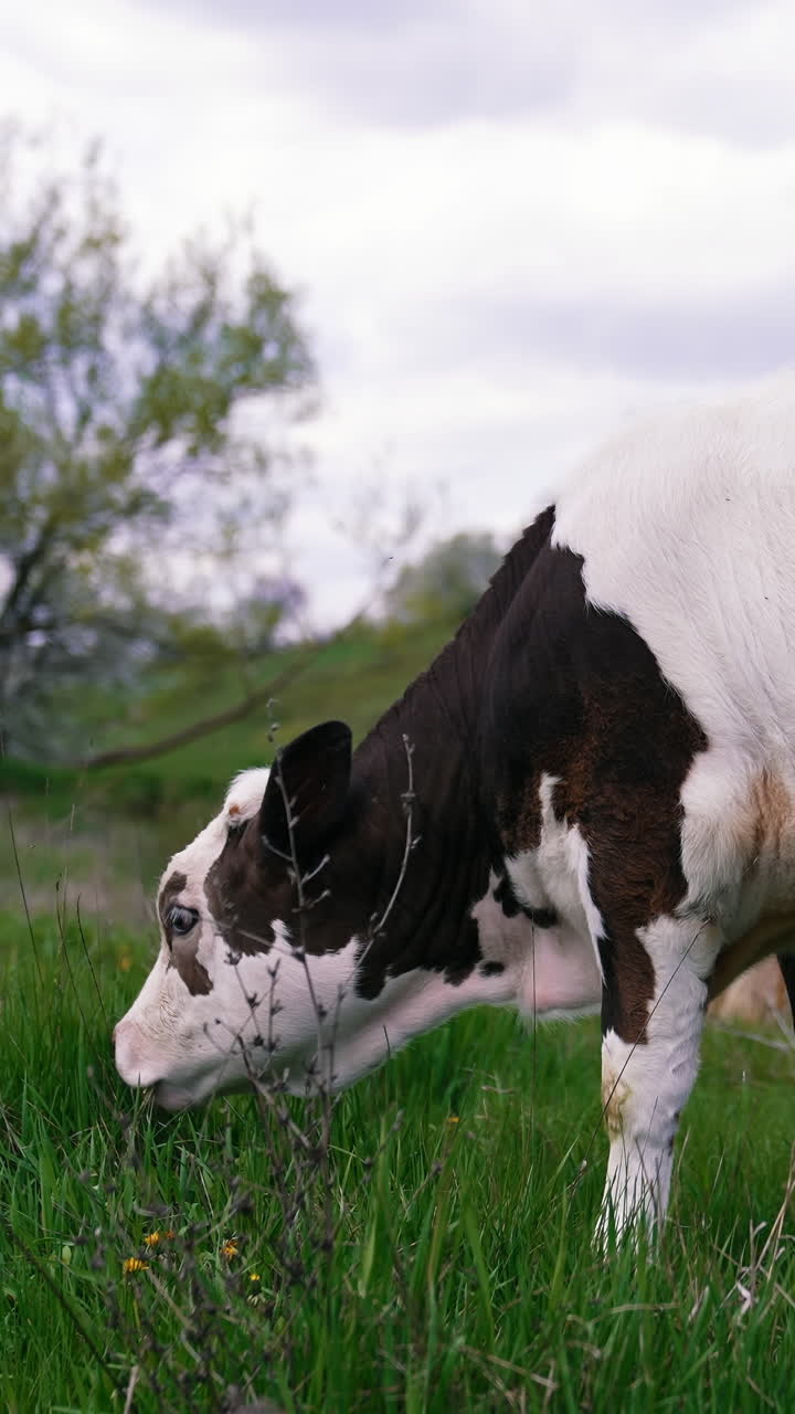 White and black calf eating grass on pasture. Amazing small cow grazing on the beautiful green meadow. Vertical video